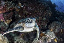Черепаха спирається на кораловий риф — стокове фото