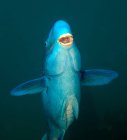 Blauer Papageienfisch schwimmt auf — Stockfoto