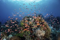 Coloridos peces de arrecife nadando cerca de Alor - foto de stock