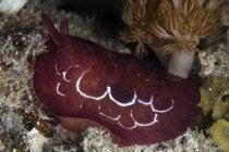Forskal pleurobranch crawling on seafloor — Stock Photo