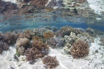 Coral reef in shallow water — Stock Photo