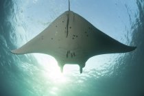 Manta ray nadando em águas rasas — Fotografia de Stock