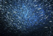 Huge school of anchovies — Stock Photo