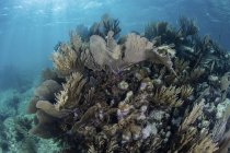 Gorgonien mit riffbildenden Korallen am Riff — Stockfoto