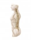 Anatomía de la columna vertebral humana - foto de stock