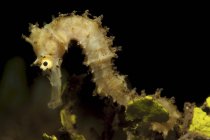 Espinoso caballito de mar primer plano tiro - foto de stock