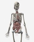 Human skeletal system with organs of the digestive system — Stock Photo