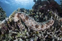 Concombre de mer accroché au récif — Photo de stock