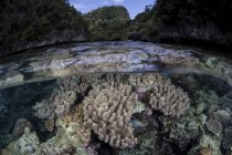 Corais macios em águas rasas — Fotografia de Stock