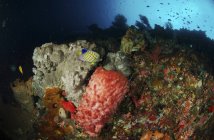 Regal angelfish and barrel sponges — Stock Photo