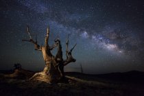 Milky Way and dead pine tree — Stock Photo