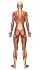 Vista posterior del sistema muscular femenino - foto de stock