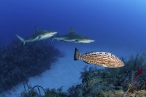 Squali della barriera corallina caraibica e cernia golia — Foto stock
