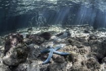 Морская звезда на дне моря рядом с мангровым лесом — стоковое фото