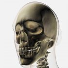 Three dimensional view of human skull and teeth — Stock Photo