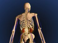 Задний вид скелета человека, показывающий почки и нервную систему — стоковое фото