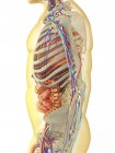 Transparenter menschlicher Körper mit inneren Organen, Nerven-, Lymph- und Kreislaufsystem — Stockfoto