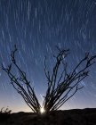 Setting moon behind branches of ocotillo — Stock Photo