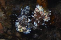Харлекінські креветки, що харчуються морською зіркою — стокове фото