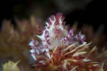 Morbido granchio di corallo primo piano colpo — Foto stock