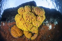 Colonia di coralli di coppa lucenti su scogliera — Foto stock