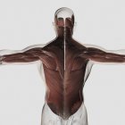 Anatomía muscular masculina de la espalda humana - foto de stock