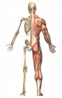 Medical illustration of the human skeleton and muscular system — Stock Photo