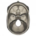 Вищий погляд на анатомію черепа людини — стокове фото