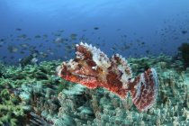 Отруйні скорпіонні риби на кораловому рифі — стокове фото