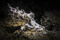 Blue-ringed octopus searching for food — Stock Photo