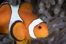 False clownfish in Komodo — Stock Photo