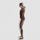 Anatomie du système musculaire masculin sur fond blanc — Photo de stock