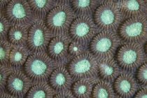 Polypen riffbildender Korallen — Stockfoto