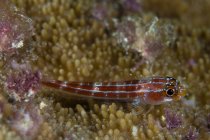 Goby on coral closeup shot — Stock Photo