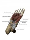 Foot with plantar intermediate and deep muscles and bone structures with annotations — Stock Photo