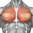 Анатомия грудных мышц у мужчин — стоковое фото