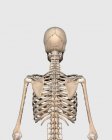 Medical illustration of upper back human skeletal system — Stock Photo