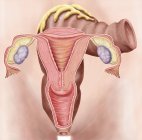 Anatomie du système reproducteur féminin — Photo de stock