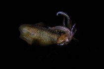 Большой риф кальмара зависает в темноте — стоковое фото
