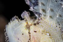 Рыба-скорпион крупным планом — стоковое фото