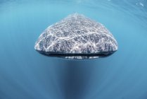 Вид спереди на китовую акулу — стоковое фото