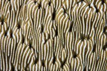 Riff bildende Korallen Nahaufnahme — Stockfoto