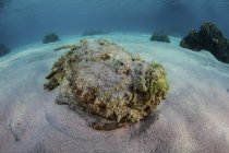 Pez piedra que pone en el fondo del mar arenoso - foto de stock