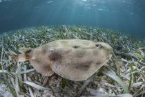 Rayo eléctrico del Caribe que pone en el fondo del mar - foto de stock