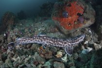 Tiburón gato de coral tendido en el fondo del mar - foto de stock