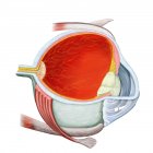 Coupe transversale de l'œil humain sur fond blanc — Photo de stock