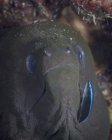 Moray anguille et wrasse nettoyante — Photo de stock