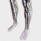Ilustración médica de arterias, venas y sistema linfático en piernas y pies humanos - foto de stock