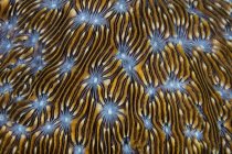 Коралловый крупный план кораллового строительства — стоковое фото