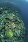 Corais saudáveis de construção de recifes em recifes — Fotografia de Stock